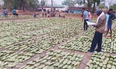 34 हजार मानक बोरा पंहुचा तेंदूपत्ता संग्रहित