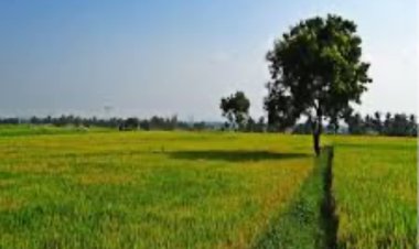 भूमि आकार का महत्व: समृद्धि का निर्धारण