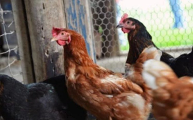 रांची में एक महीने में दूसरी बार बर्ड फ्लू, इन्फेक्टेड जोन में पक्षियों को मारने का अभियान शुरू