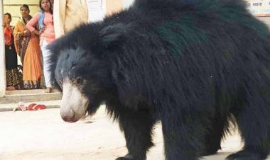 मंदिर में प्रसाद ग्रहण करने पहुंच रहा भालू बना आकर्षण का केंद्र