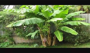 ओलंपिक से पहले चोट प्रबंधन पर मीराबाई चानू ने कहा- सबसे अच्छी तैयारी भी विफल हो सकती है, लेकिन मैं अपना सर्वश्रेष्ठ दूंगी