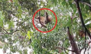 बस स्टैंड में पहुंचा तेंदुआ,   पेड़ पर बैठा देख हडक़ंप