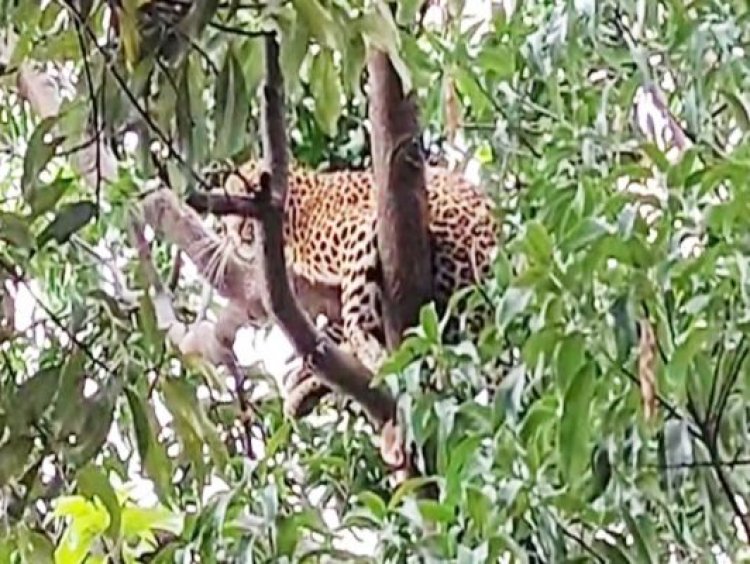 भानुप्रतापपुर बस स्टैंड के पास तेंदुआ ने मचाया हड़कंप