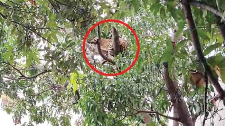 बस स्टैंड में पहुंचा तेंदुआ,   पेड़ पर बैठा देख हडक़ंप