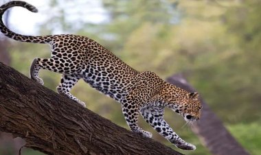 कूनो में सबसे तेज दौड़ने वाले चीते पवन की मौत, चीतों की आजादी पर मंडराया खतरा