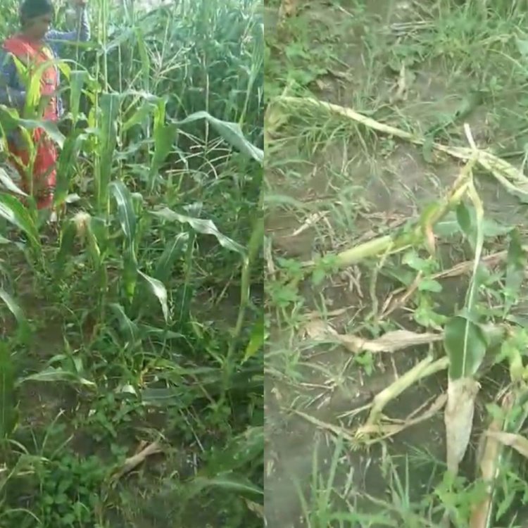 जंगली सुअरों के झुंड ने फसलों को किया तबाह:कोलारस अनुविभाग के कई गांव में कर चुके हैं फसलों को खराब