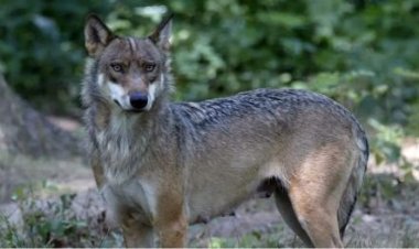 यूपी: अब तक 9 लोग भेड़ियों के शिकार, पकड़ना क्यों मुश्किल