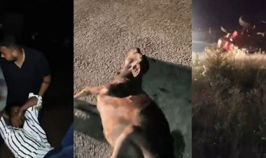 हाईवे पर बैठी गायों से टकराई बाइक, दो घायल:एक बछड़े की मौत, सीमेंट सरिया से भरा ट्रैक्टर-ट्रॉली हाईवे पर पलटा