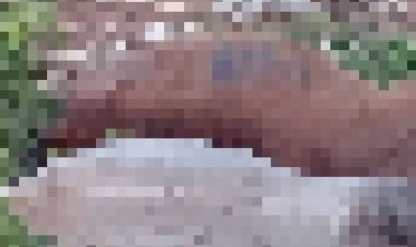 भूख-प्यास से गोशाला के 12 से ज्यादा गायों की मौत:सामने आया वीडियो, एसडीएम ने कहा- जांच के बाद की जाएगी कार्रवाई