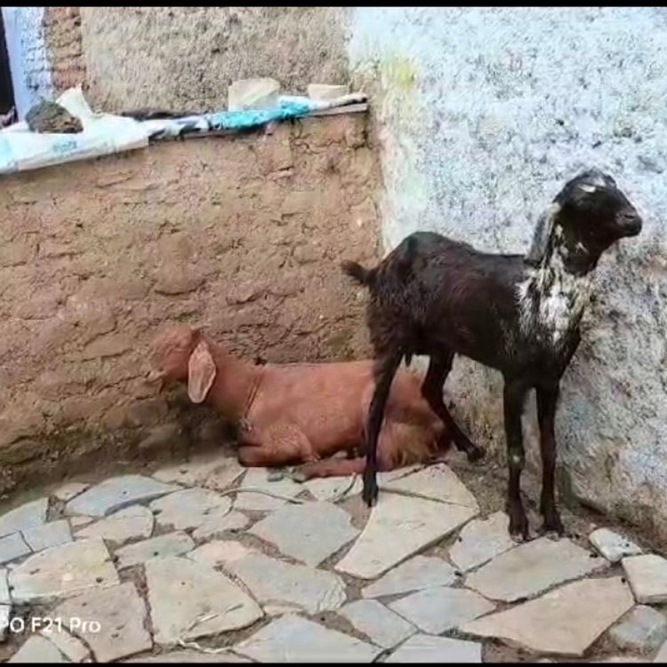 खूंखार कुत्तों ने बकरियों को बनाया निशाना:ग्वालटोली इलाके में 6 बकरियों की मौत, 4 घायल