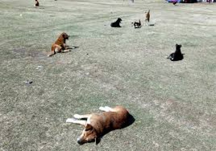 शहर में कुत्तों का आतंक, मासूम को काटा