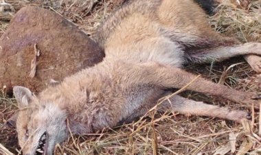 भेडिए से लड़ने वाली महिला से CM ने की बात:VIDEO कॉल पर हालचाल जाना; कहा-एयर एंबुलेंस भेजकर भोपाल में कराएंगे इलाज