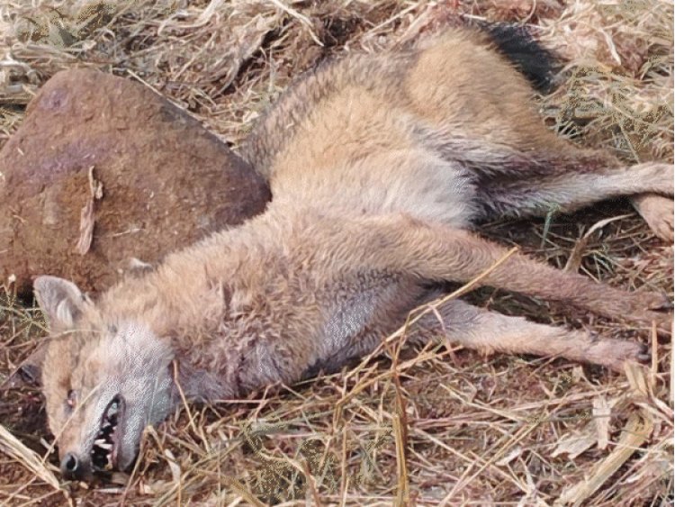 भेडिए से लड़ने वाली महिला से CM ने की बात:VIDEO कॉल पर हालचाल जाना; कहा-एयर एंबुलेंस भेजकर भोपाल में कराएंगे इलाज