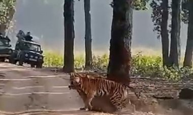 चीतल को घसीटकर ले जाती दिखी बाघिन सुनैना:मंडला के कान्हा टाइगर रिजर्व में पर्यटकों ने कैद किया नजारा