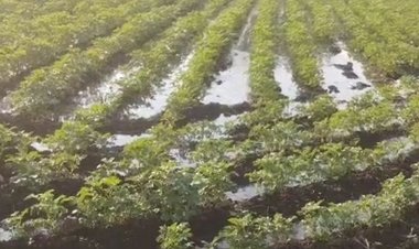 शाजापुर में नहर का पानी लीकेज होने से फसल बर्बाद:मेंटेनेंस नहीं होने से खेतों में घुसा पानी, मौके पर पहुंचे अधिकारी