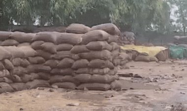 मैहर: बारिश में भीगी खुले में रखी लाखों क्विंटल धान:खरीदी केंद्रों से उठाव में विलंब का नतीजा; किसानों में माथे पर चिंता की लकीरें