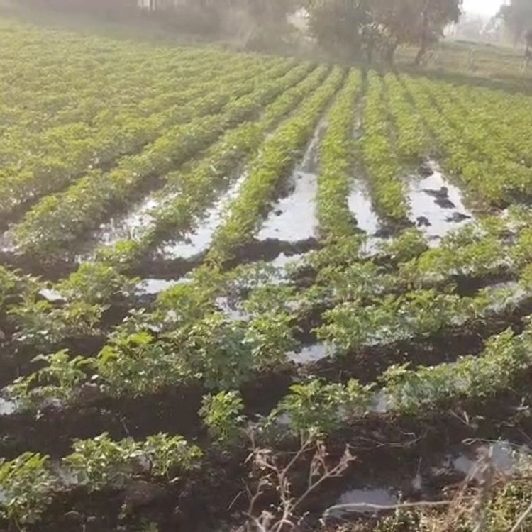 शाजापुर में नहर का पानी लीकेज होने से फसल बर्बाद:मेंटेनेंस नहीं होने से खेतों में घुसा पानी, मौके पर पहुंचे अधिकारी