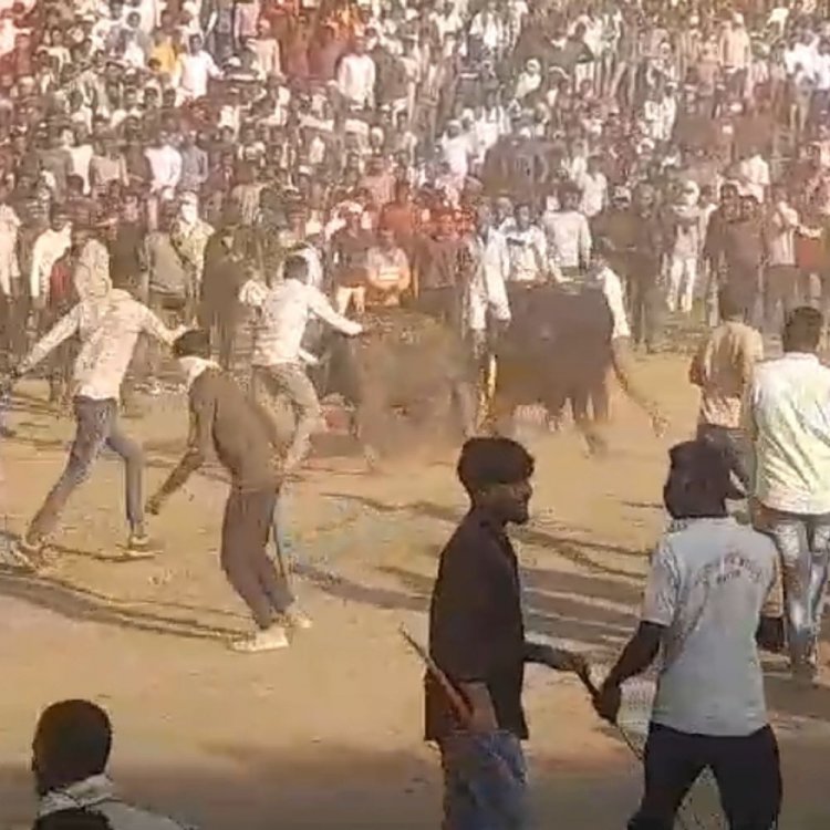 संग्रामपुर में पाड़ों की टक्कर का वीडियो:एक युवक को सींग से उछाला; बिना अनुमति आयोजन किया, 20 पर केस दर्ज