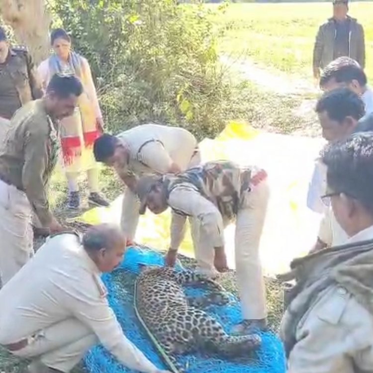 सागर में कुएं में गिरा तेंदुआ, डूबने से मौत:वन विभाग की टीम ने रेस्क्यू कर निकाला शव, डॉग स्क्वॉड ने सर्चिंग की