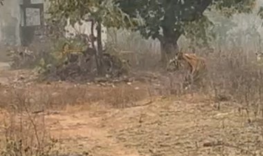 '30 फीट दूर था टाइगर, शिकार होने से बचे':जंगल की सैर करने निकले थे भोपाल के साइकिलिस्ट; तभी सामने आ गया बाघ
