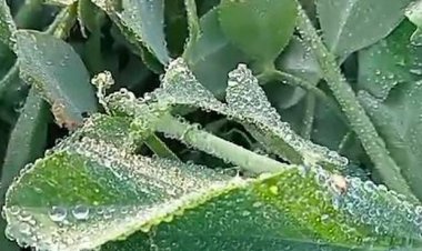 ठंड बढ़ने से खेतों में जमीं बर्फ:अधिकतम तापमान 4.3 डिग्री लुढ़का, सुबह मावठे का मौसम, फिर निकली धूप