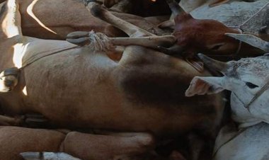 मवेशियाे से भरा ट्रक पकड़ाया:बजरंगियो को देखकर ड्रायवर भागा, थाने पर हुआ हंगामा