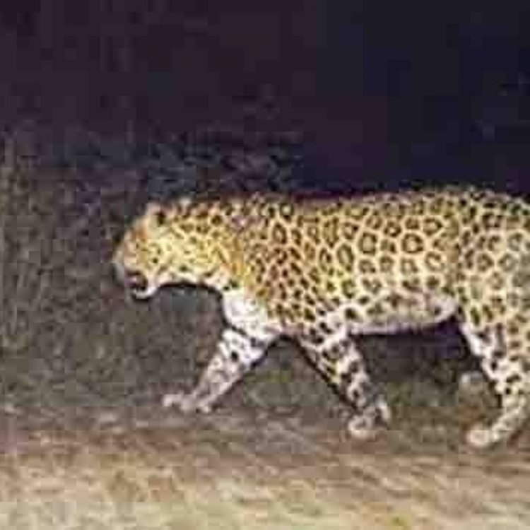 सीधी में तेंदुए ने बच्ची पर हमला किया:दादी के साथ बकरी चरा रही थी, जिला अस्पताल रेफर