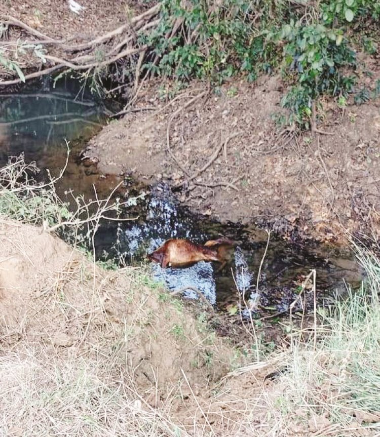 बम की चपेट में बछड़े की मौत