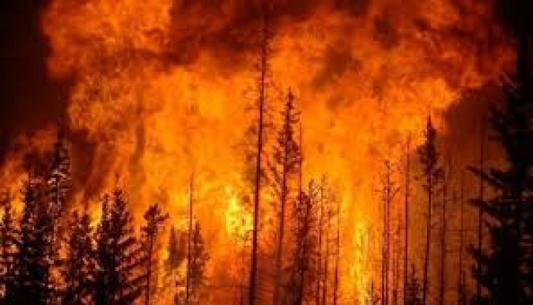 अमेरिका आग: मरने वालों की संख्या बढ़कर 16 हुई