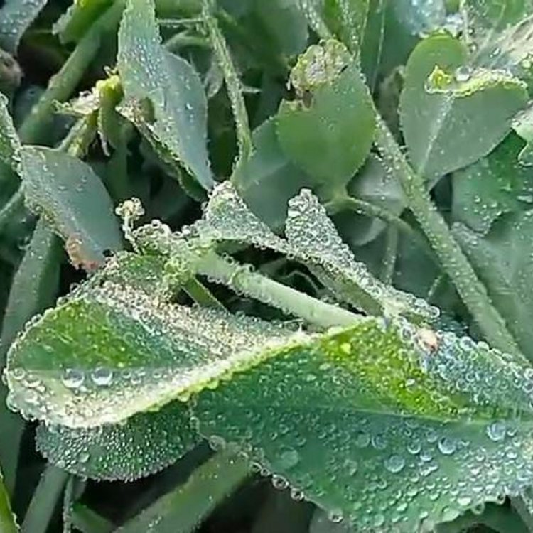 ठंड बढ़ने से खेतों में जमीं बर्फ:अधिकतम तापमान 4.3 डिग्री लुढ़का, सुबह मावठे का मौसम, फिर निकली धूप