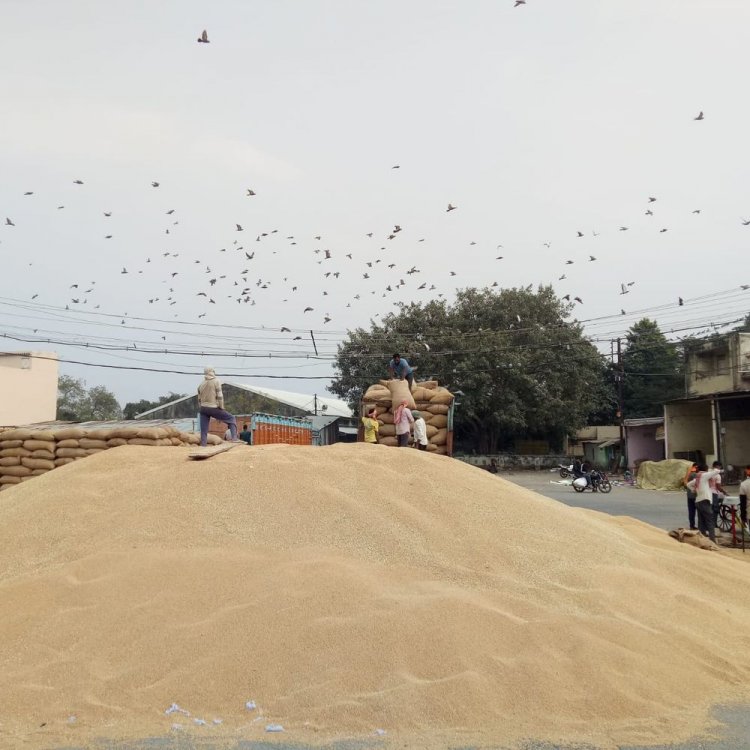किसानों के लिए गेहूं खरीदी का पंजीयन सरल:ग्राम पंचायत से लेकर साइबर कैफे तक कर सकेंगे रजिस्ट्रेशन, 50 रुपए तक शुल्क