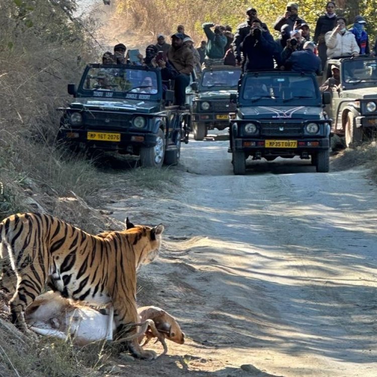 बाघिन पी-141 ने पर्यटकों के सामने किया चीतल का शिकार:पन्ना टाइगर रिजर्व में दिखा रोमांचक नजारा, सामने आया वीडियो