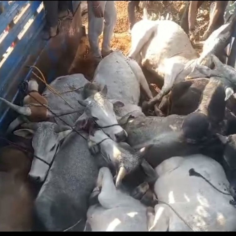 बजरंग दल ने पकड़ा तस्करी कर रहा पिकअप:फ्रूट्स के कैरेट्स और पटियों के नीचे छिपाकर ले जा रहे थे 12 गोवंश, ड्राइवर फरार