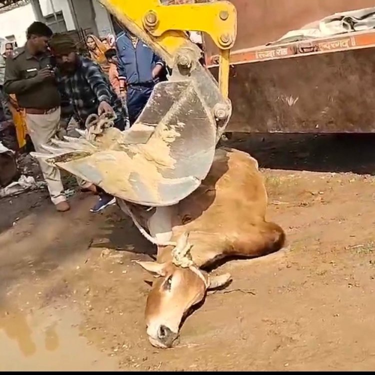 दतिया में सांड के हमले से बुजुर्ग की मौत:पेट में लगा सींग; नगरपालिका ने जेसीबी से सांड को काबू किया