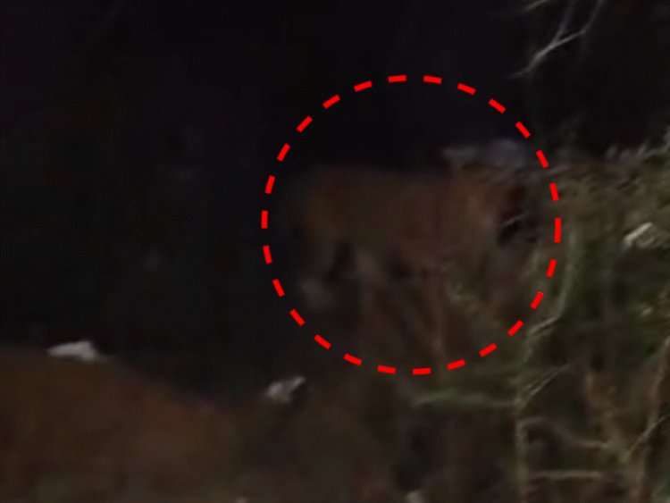 शिवपुरी के अमोला घाटी में फिर दिखा तेंदुआ:सुरवाया पुलिस ने बनाया वीडियो; झाड़ियों में छिपकर जंगल में गायब हुआ