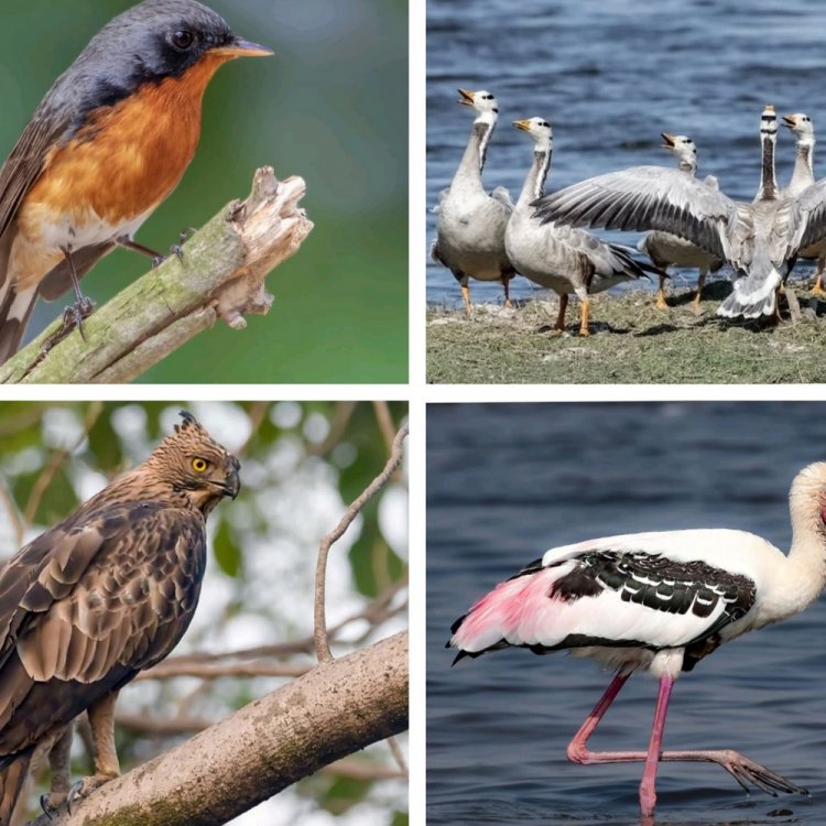 परिदों की 5 नई प्रजातियां का एसटीआर में आशियाना:बाघों के घर में पहली बार दिखे कश्मीरी फ्लाईकैचर, मैलार्ड समेत 5 पक्षी