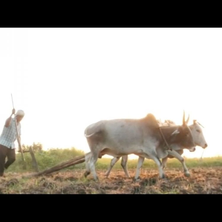 कृषि विस्तार अधिकारियों की भारी कमी:जिले में 150 स्वीकृत पदों में से 75 कार्यरत, किसान हो रहे परेशान