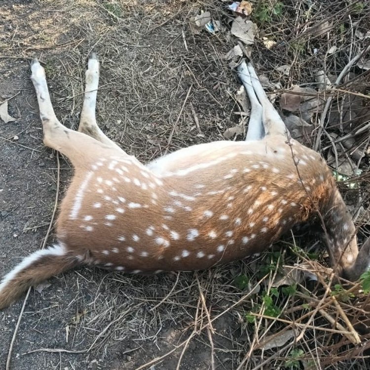 शहडोल-अमरकंटक मार्ग पर चीतल की मौत:वन विभाग ने दर्ज किया मामला, सड़क हादसे की आशंका