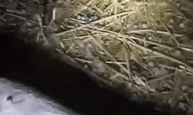 सागर में देर रात बारिश, ग्रामीण इलाकों में ओले गिरे:पश्चिमी विक्षोभ के असर से बदला मौसम, न्यूनतम पारे में 5.8 डिग्री की गिरावट