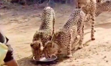 कूनो में मॉनिटरिंग टीम से हुई चीतों की दोस्ती:आवाज सुनते ही पानी पीने पहुंचे ज्वाला और उसके चारों शावक