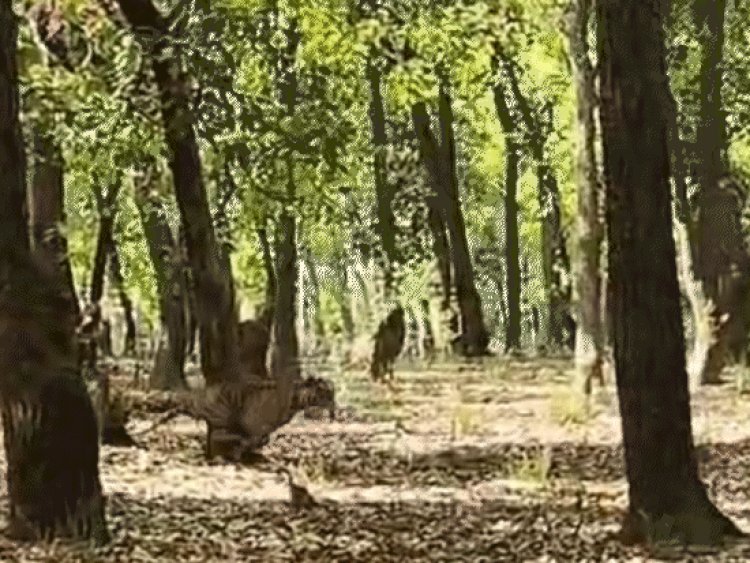 बांधवगढ़ टाइगर रिजर्व में बाघ ने किया शिकार- VIDEO:घात लगाए बैठा था, पर्यटकों के सामने गोवंश के झुंड पर झपटा