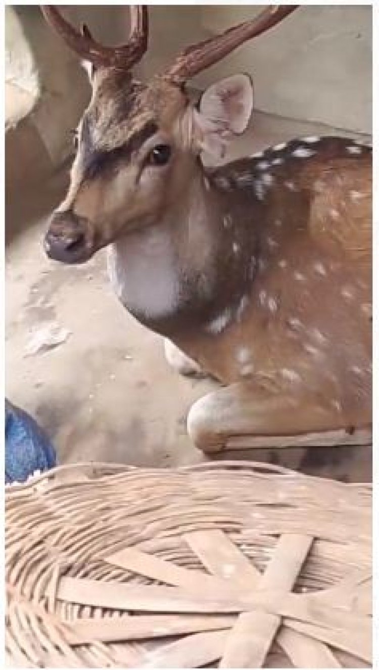 प्यासा बारहसिंघा पानी की तलाश में घर तक पहुंचा