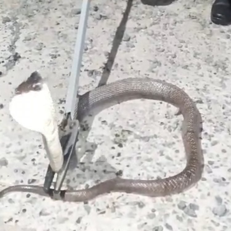 सागर की सिद्धिविनायक कॉलोनी में घुसा 5 फीट लंबा कोबरा:नाली के नीचे छिपा बैठा था, ढाई घंटे की मशक्कत कर पकड़ा