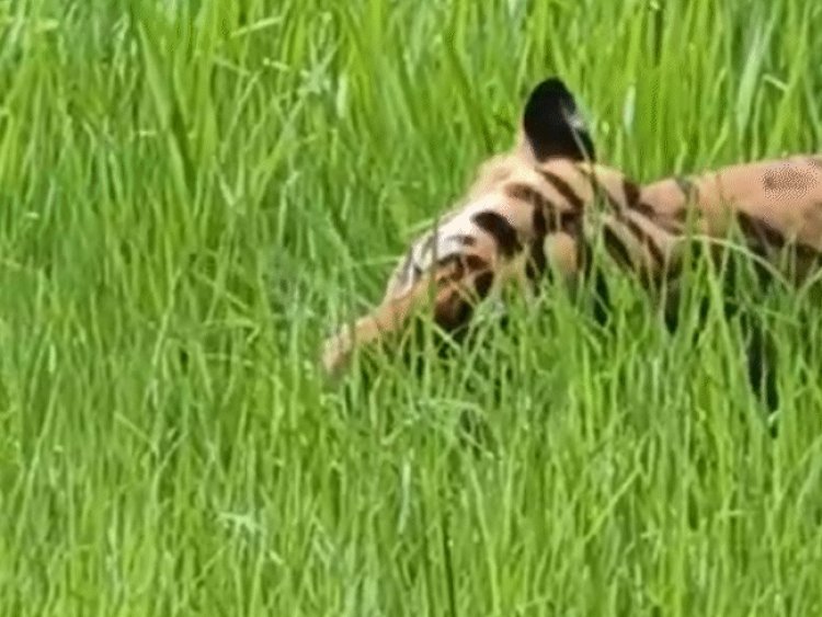 बांधवगढ़ में बाघ के घास खाने का VIDEO:एक्सपर्ट बोले- ज्यादा मांस खाया, अब हाजमा दुरुस्त कर रहे