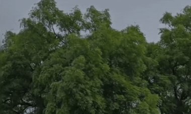 बैतूल में 11 जुलाई को भारी बारिश का अलर्ट:24 घंटे में 8 इंच बारिश होने की संभावना; 12 जुलाई से मौसम में होगा बदलाव