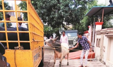 सडक़ दुर्घटना रोकने पशुओं की धड़पकड़