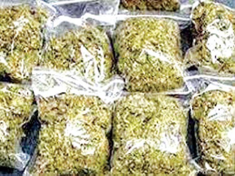 राजस्थान का डोडा रायपुर में खप रहा, अस्पताल, स्टेशन, बस अड्डे के पास सेल काउंटर