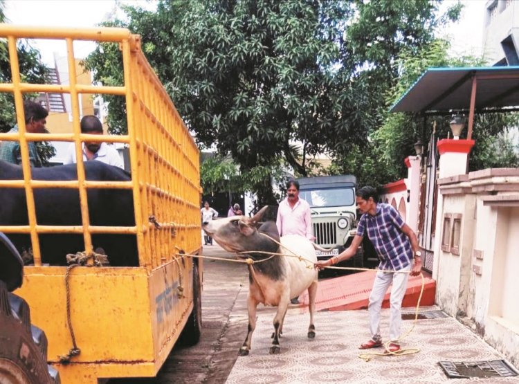 सडक़ दुर्घटना रोकने पशुओं की धड़पकड़