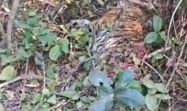 संजय टाइगर-रिजर्व में बाघिन T-60 के दो शावकों की मौत:नए नर बाघ की एंट्री से टेरिटरी विवाद से घटना; फॉरेस्ट टीम ने किया अंतिम संस्कार