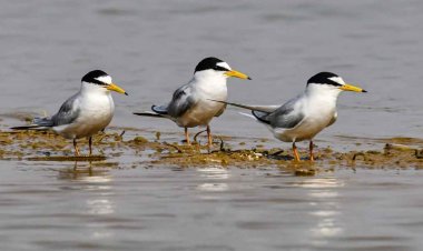 कोपरा जलाशय को राज्य का पहला रामसर साइट घोषित किया जाना छत्तीसगढ़ के लिए गर्व का क्षण.